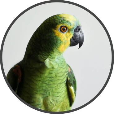 Uvako e-ticaret yazılımı kullanan Kitpet mağazası